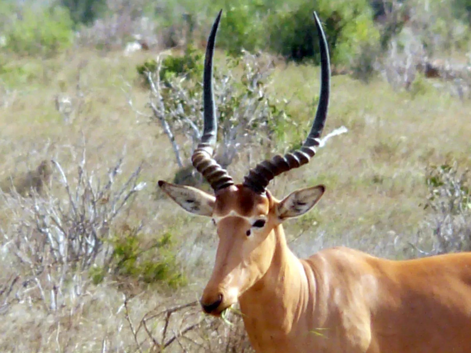 Hirola – The Worlds Rarest Antelope on the Brink (By JRProbert, CC BY-SA 4.0)