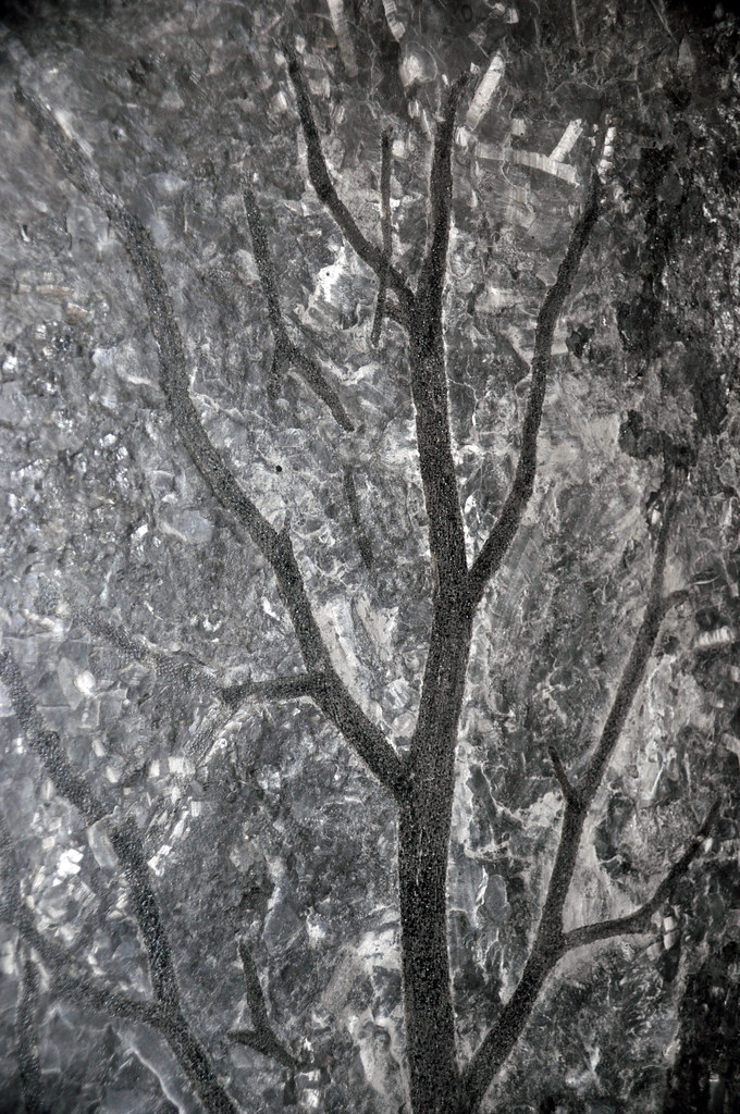 Walking Through Ancient Root Systems (Image Credits: Flickr)