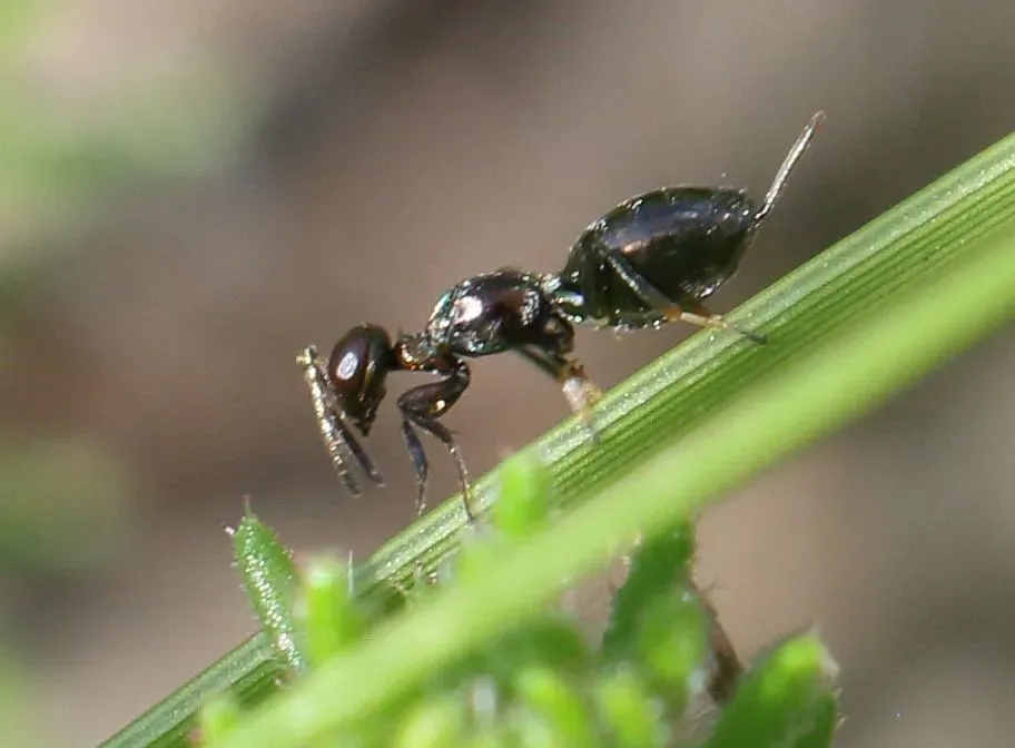#10 - The Wingless Wasp That Stole Parts From Three Other Insects (By Alandmanson, CC BY 4.0)