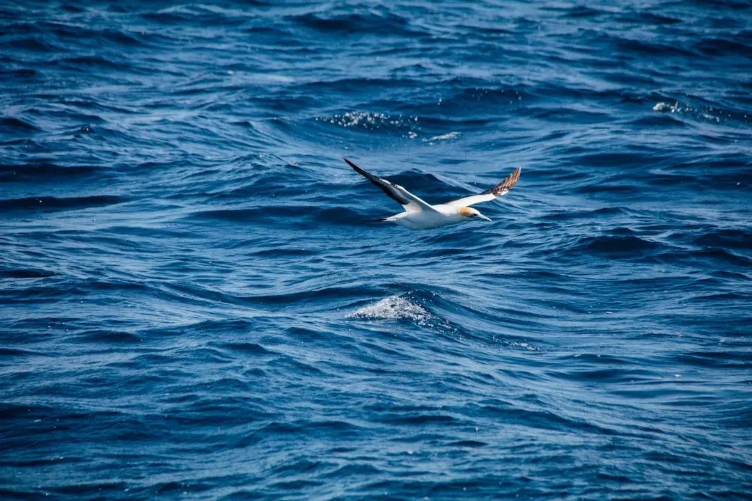 4. Seabirds and Feathers (Image Credits: Unsplash)