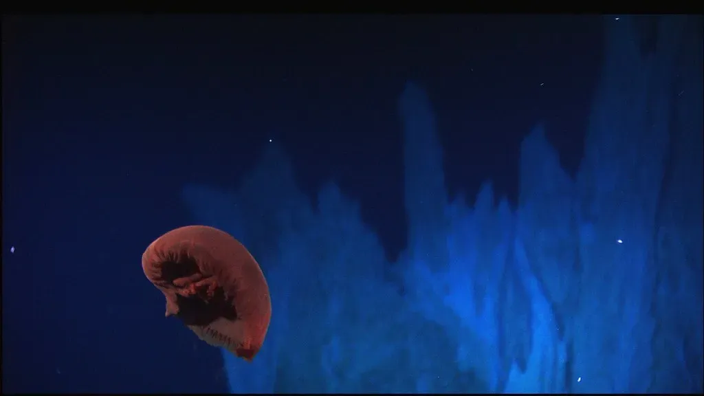 Conclusion: The Deep Still Owns Its Secrets (NOAA Photo Library, Flickr, CC BY 2.0)