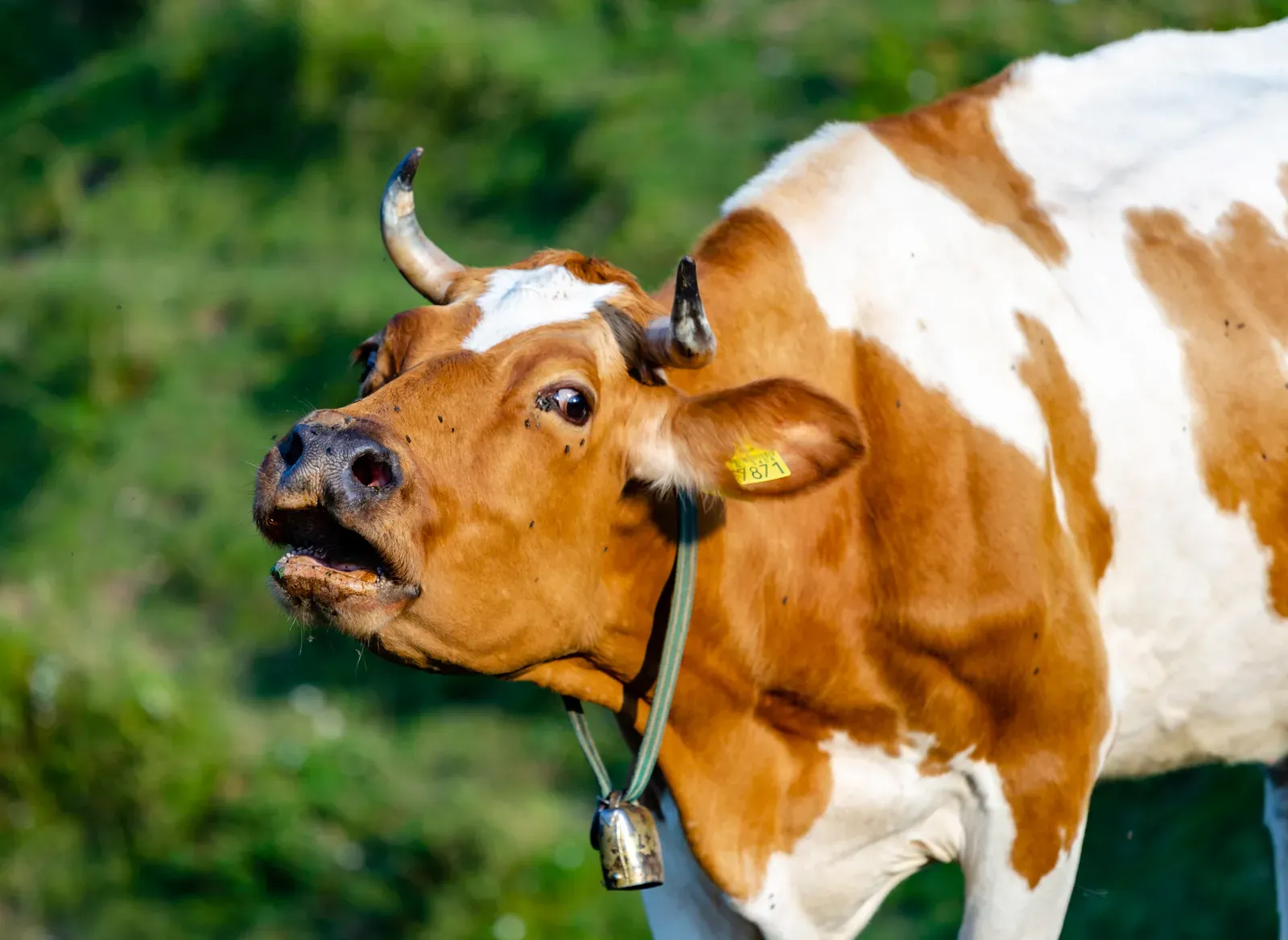 You Adapt Large Language Models to Non-Human Voices (By Michal Klajban, CC BY-SA 4.0)