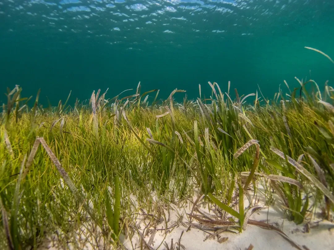 #8 Returning Seagrass and Recolonizing the Shallows (Image Credits: Unsplash)