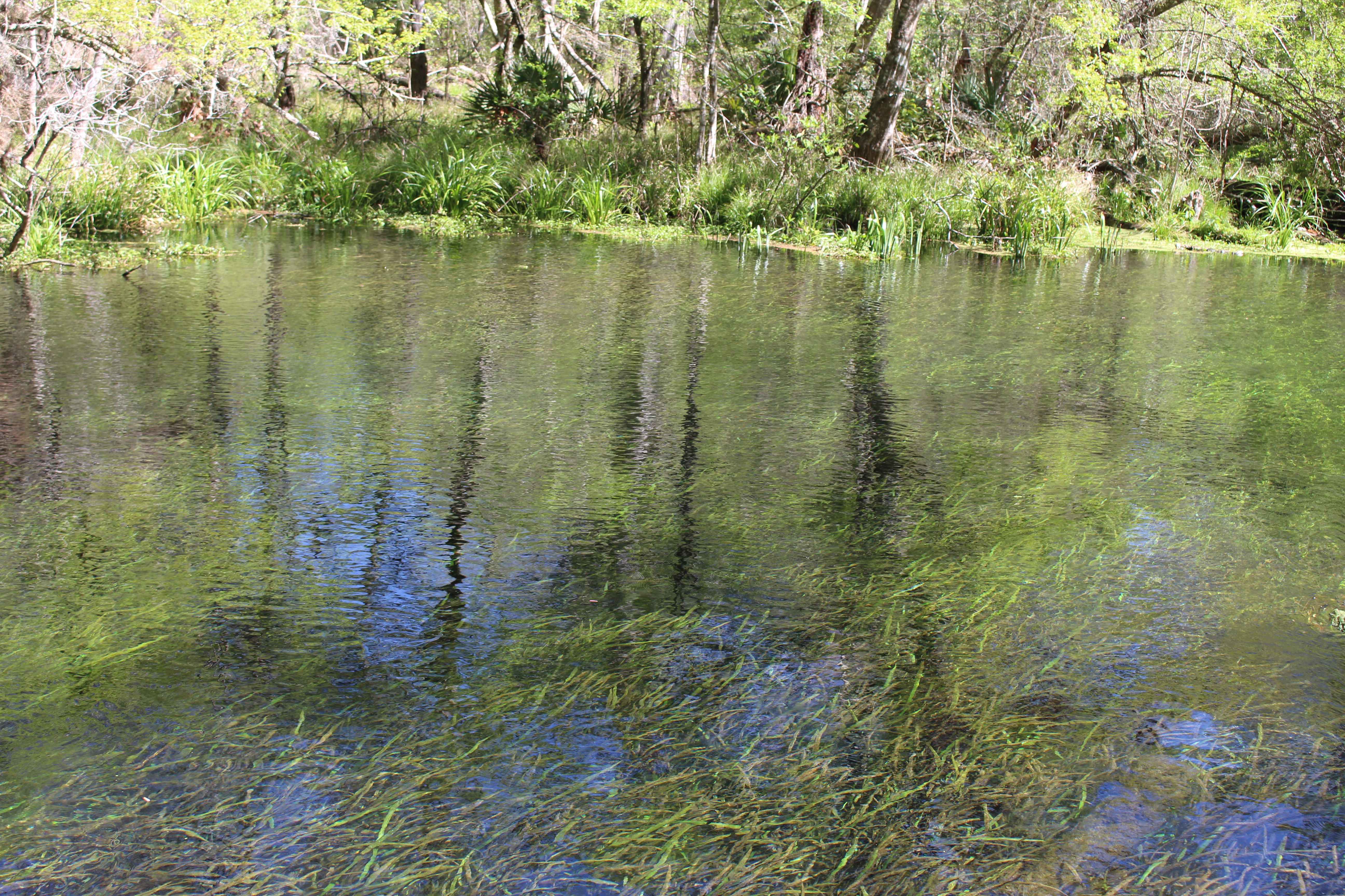 Ichetucknee Springs State Park (Image Credits: Wikimedia)