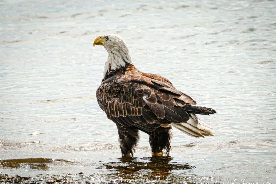 10. Columbia River (Pacific Northwest) (Image Credits: Pexels)