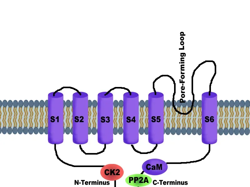 The Chemistry of Thankfulness: Dopamine, Serotonin, and Stress Relief (Image Credits: Wikimedia)