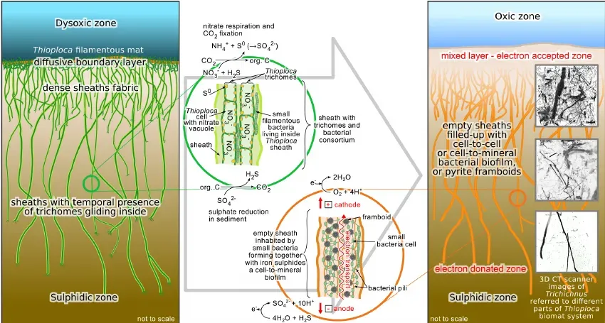 Energy First: Metabolism as the Spark (Image Credits: Wikimedia)