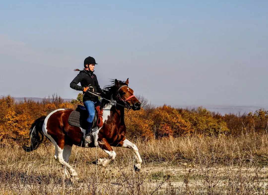 How This Changes Your Responsibility As A Handler Or Rider (Image Credits: Unsplash)