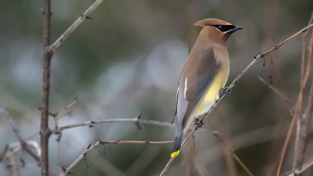 12. Cedar Waxwing – The Sleek Fruit Lover and Seed Distributor (Image Credits: Unsplash)