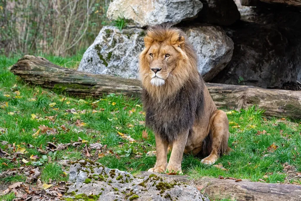 Leo – African Lion: Proud Leader and Risk-Taker (Image Credits: Rawpixel)