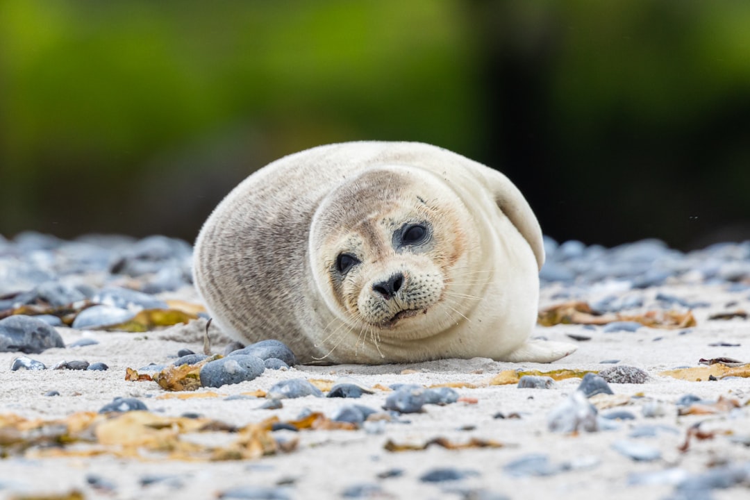 The Seal - ESFP (The Entertainer) (Image Credits: Unsplash)