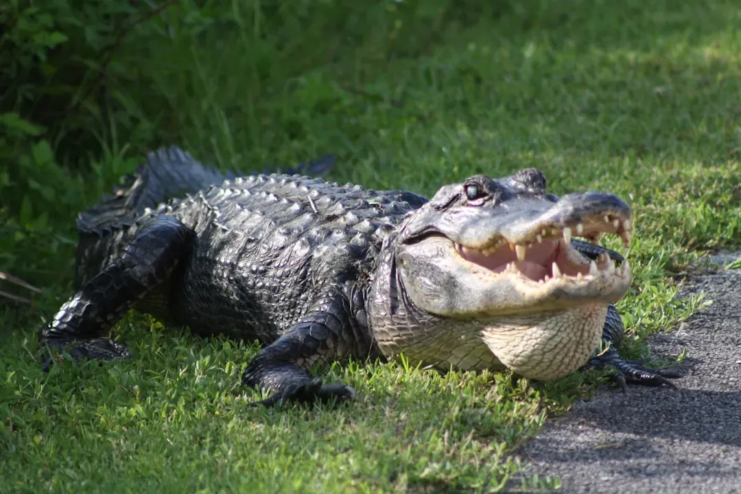 What To Do In The Extremely Rare Case Of An Attack (Image Credits: Unsplash)