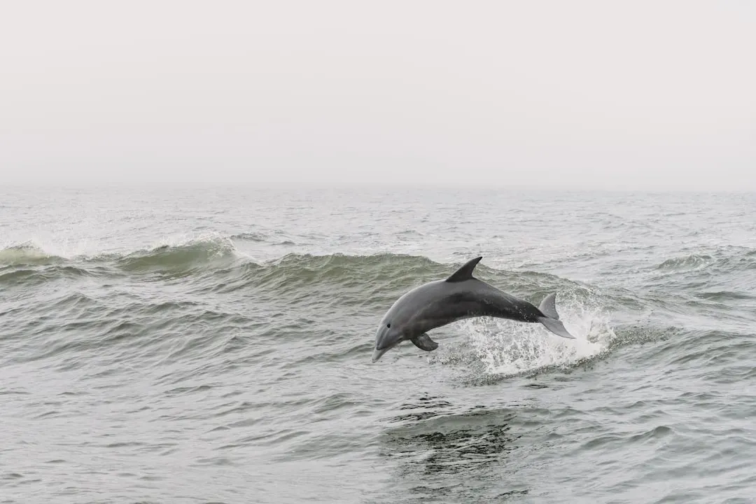 Rethinking Dolphin Intelligence: Not Angels, Not Monsters (Image Credits: Unsplash)