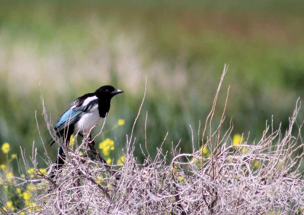 Global Perspectives: What U.S. Wildlife Reveals About a Connected Planet (Image Credits: Rawpixel)