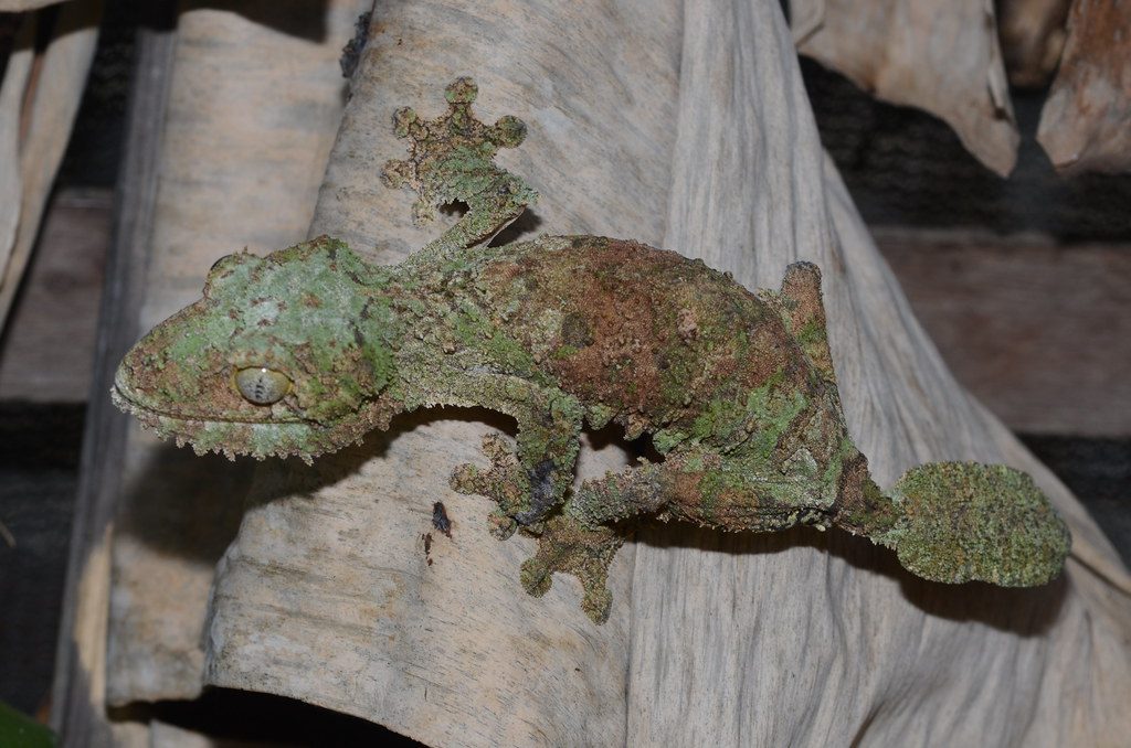 Mossy Leaf-Tailed Gecko: The Bark Mimic Extraordinaire (Image Credits: Flickr)