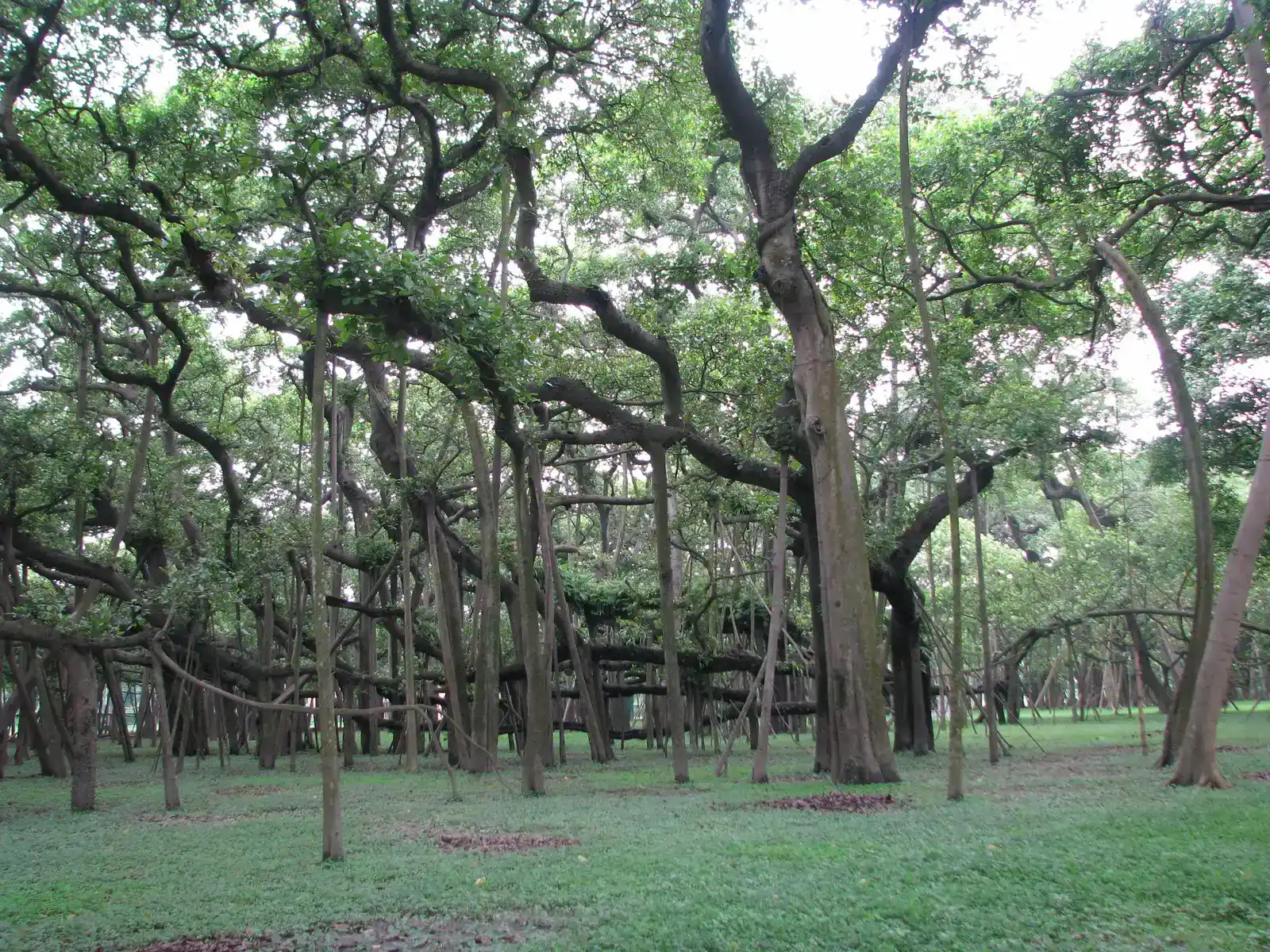 Mother Trees: The Elders at the Heart of the Network (Image Credits: Wikimedia)