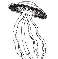 #8 - The Giant Phantom Jelly, Seen Only a Handful of Times (Image Credits: Wikimedia)