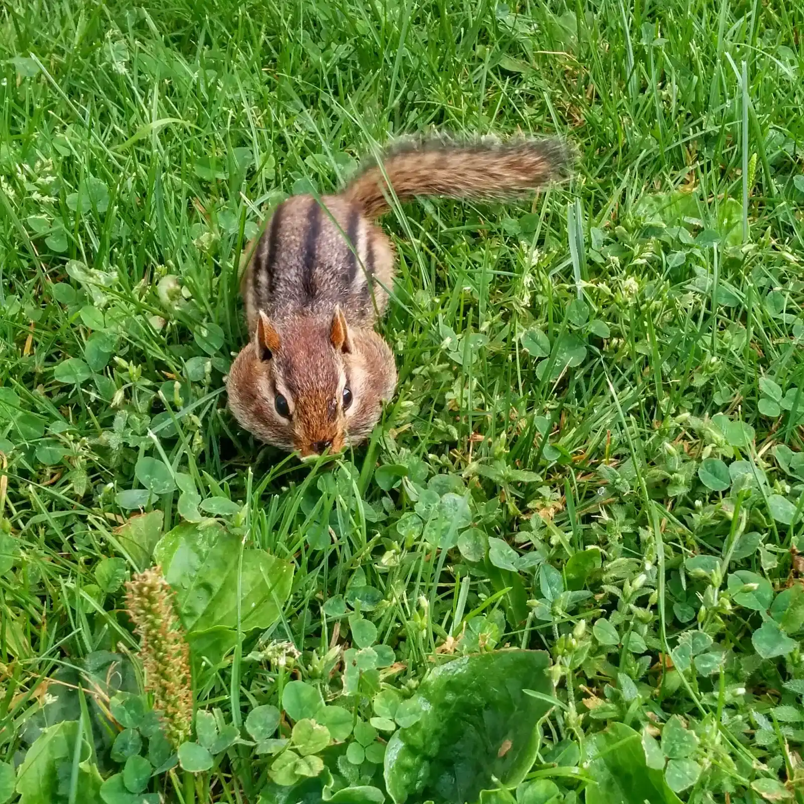Chipmunk Hoarding: The Underground Pantry Strategy (Full Cheeks, Public domain)