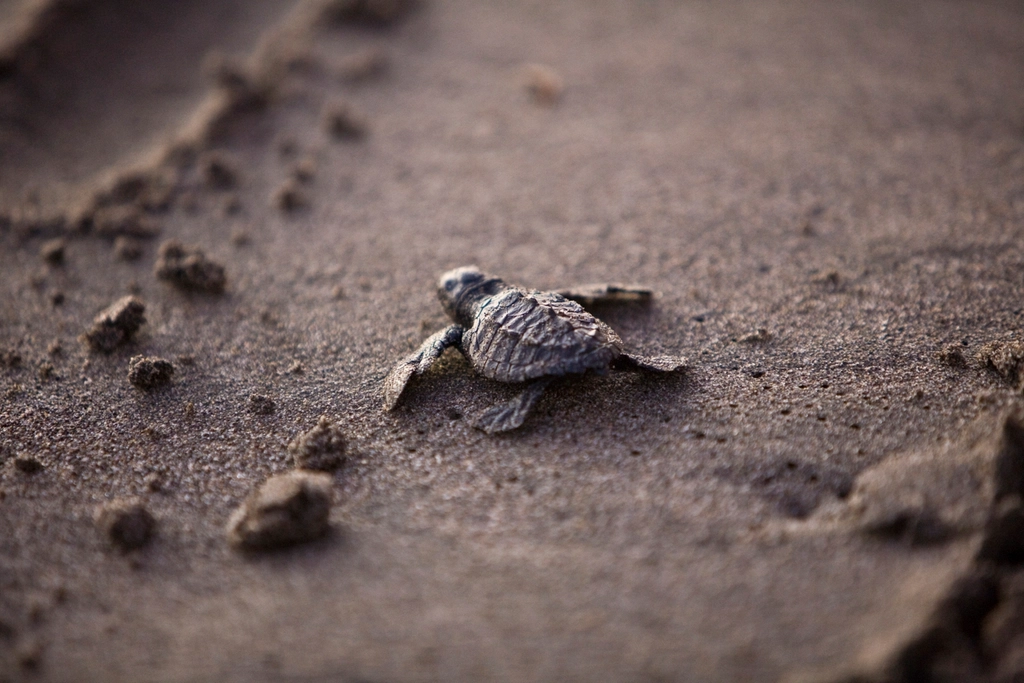 Tide-Line Survivors: Cold-Stunned Sea Turtles in the Northeast and Gulf (Image Credits: Rawpixel)