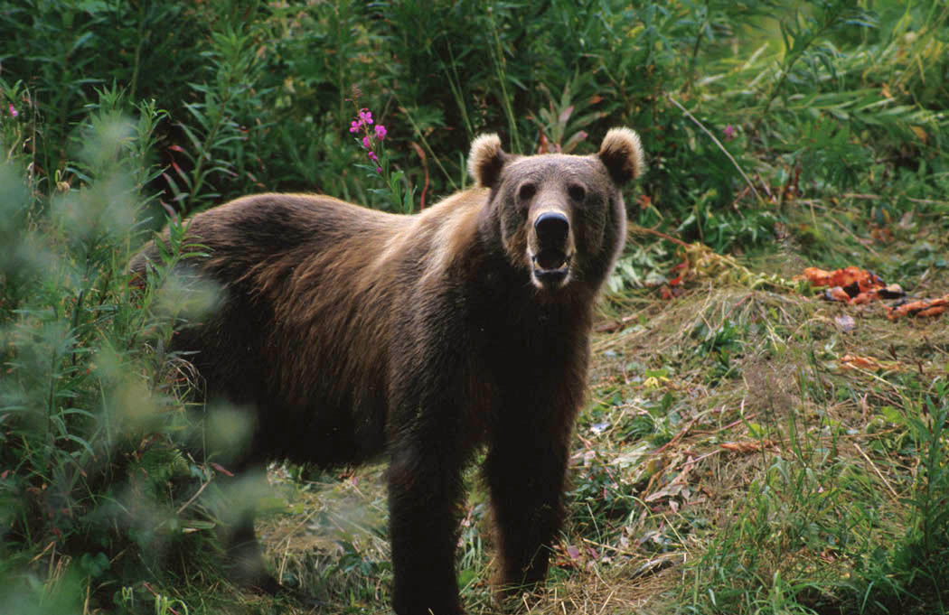 The Bear: Inner Strength and Wisdom (Image Credits: Wikimedia)