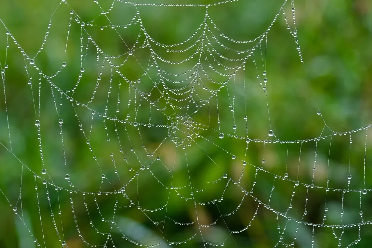 The World's Largest Colonial Spider Web (Image Credits: Pixabay)