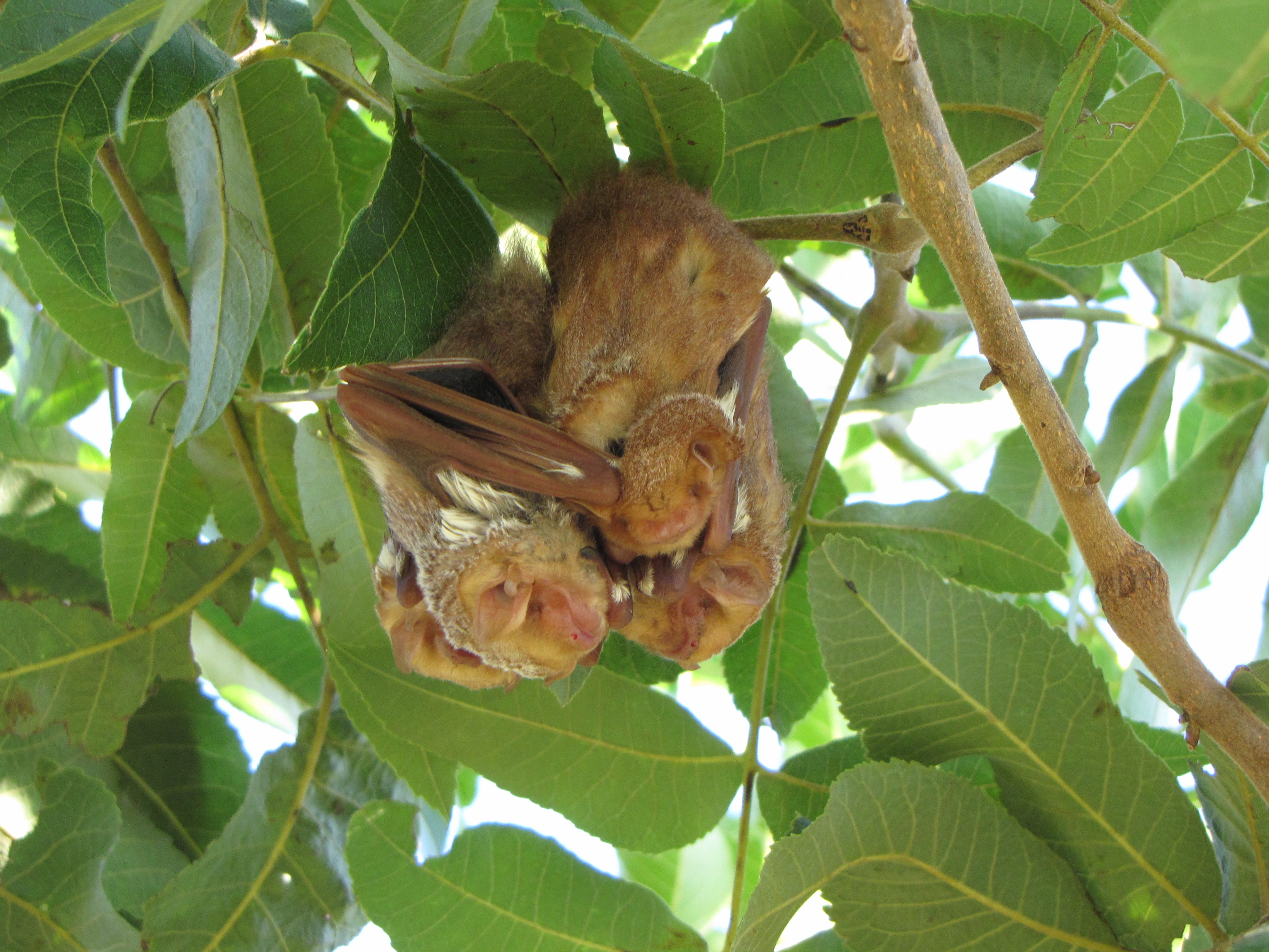 Six North American Species That Light Up the Night (Image Credits: Wikimedia)