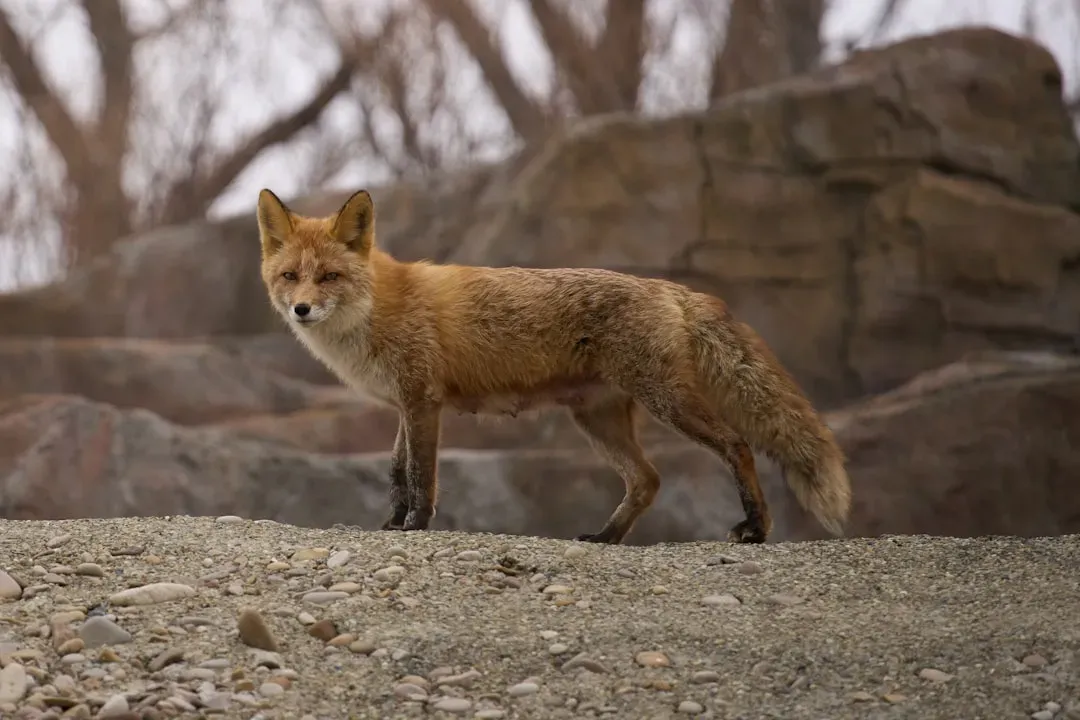 Animal Senses: Living in a Different Reality (Image Credits: Unsplash)