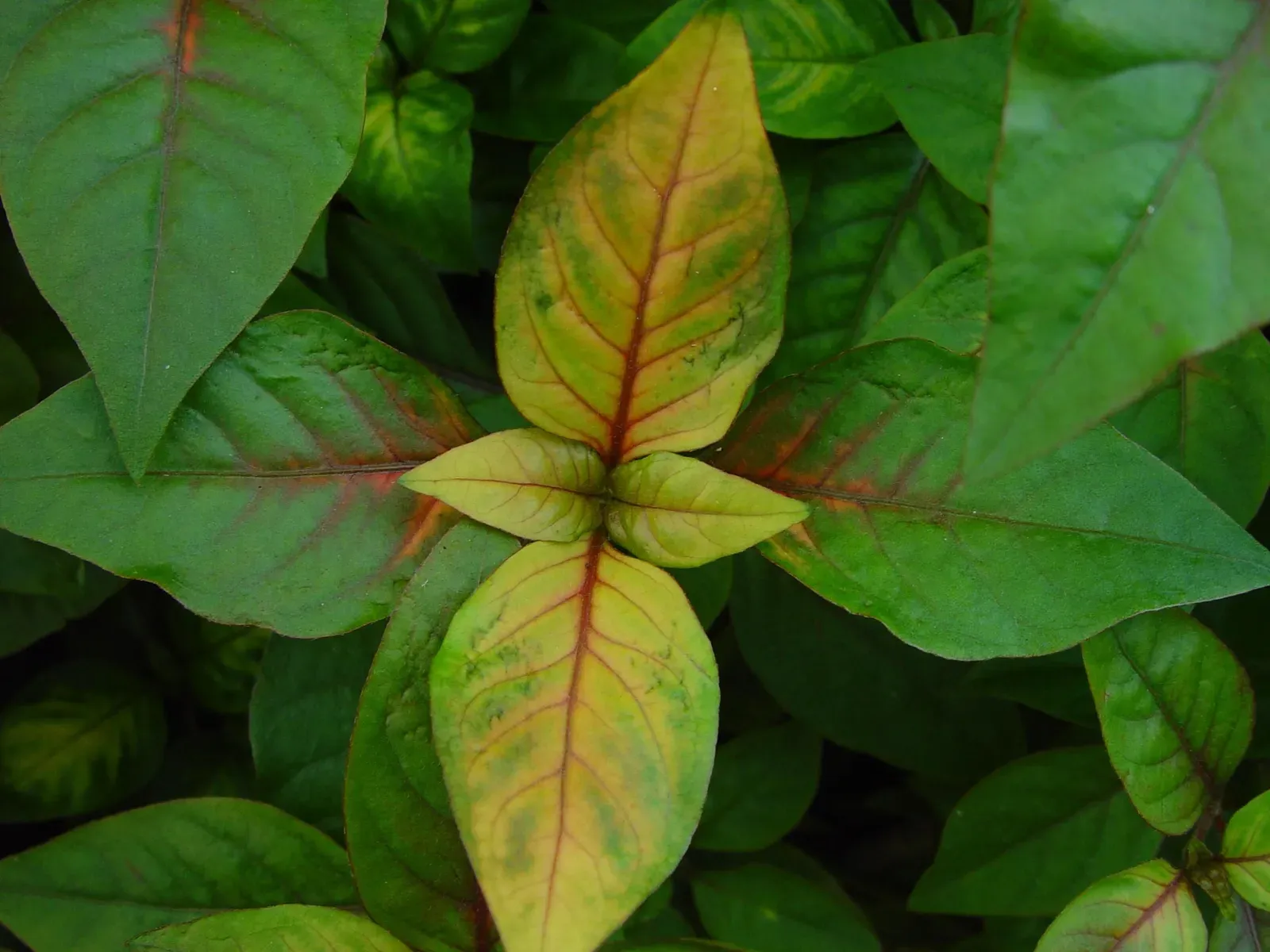 #2 - Uniform Pale Yellow Leaves Starting From the Bottom (By Leon Brooks, Public domain)