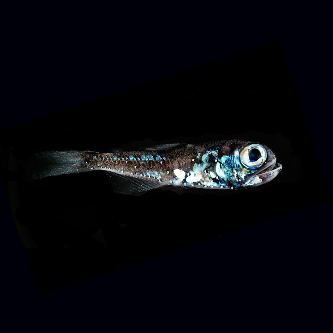 The Capricorn Determination: Lanternfish (Image Credits: Unsplash)