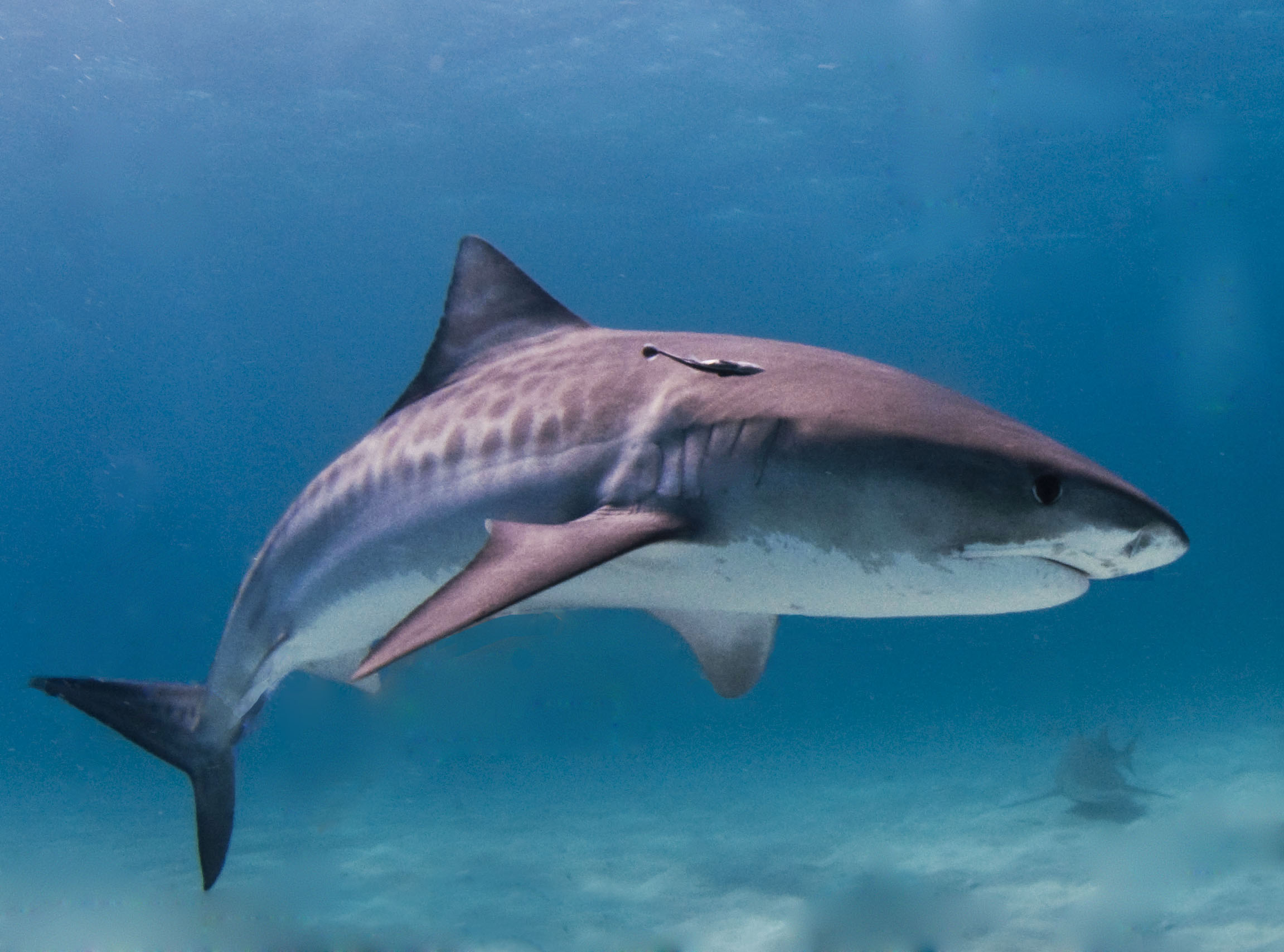 Myth 1: Sharks crowd beaches each summer to hunt people (Image Credits: Wikimedia)