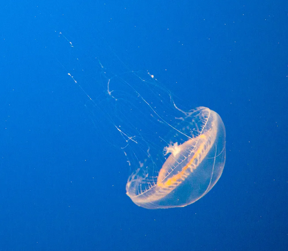 From Deep-Sea Glow to Human Innovation (Image Credits: Wikimedia)