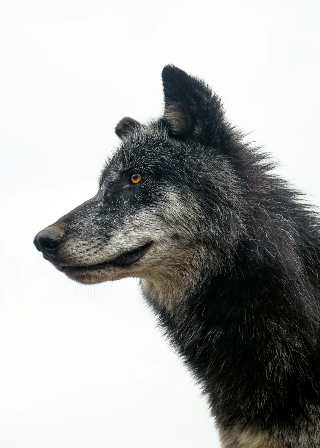 From Extinction's Edge to Yellowstone's Return (Image Credits: Unsplash)