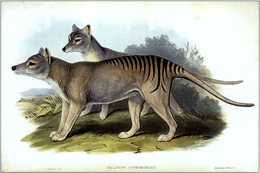 #15 - Thylacine (Tasmanian Tiger) (Online scan State Library of Victoria, Public domain)