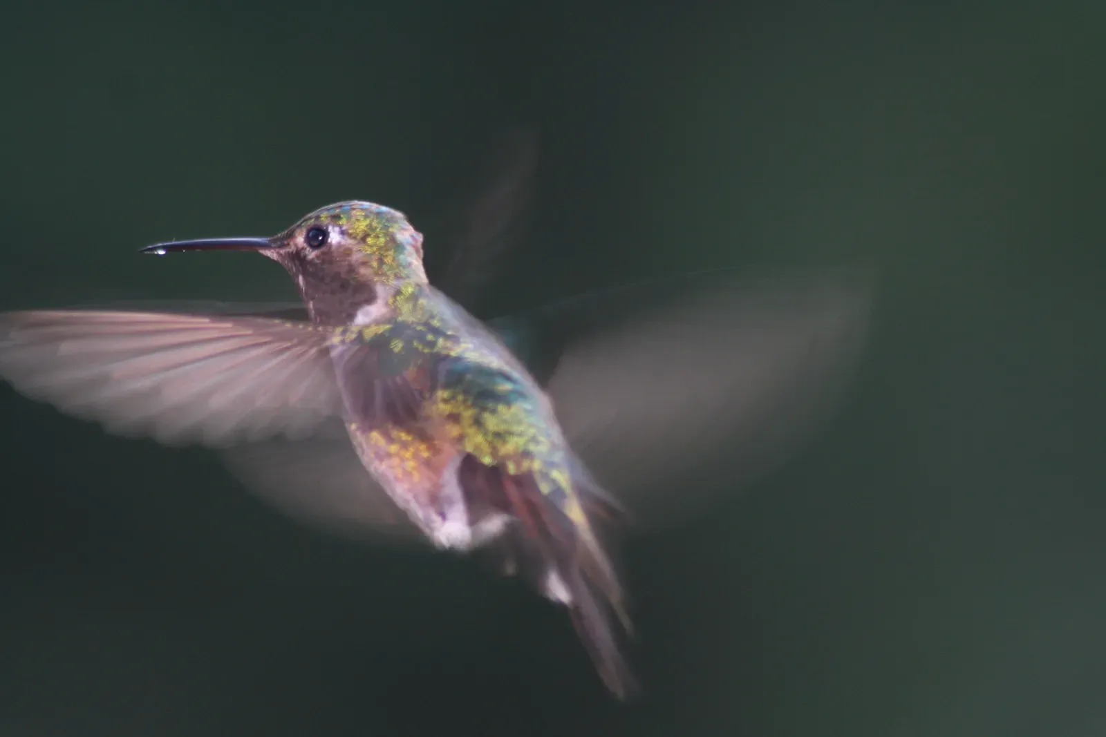 #13 - Their Wings Don't "Flap" the Way You Think (By Kati Fleming, CC BY-SA 3.0)