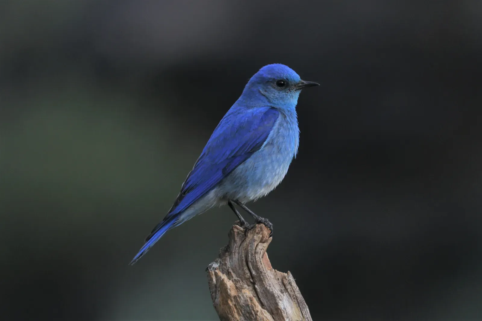 Bluebirds, Social Media, and the Modern Myth Machine (By 623setagc, CC BY-SA 4.0)