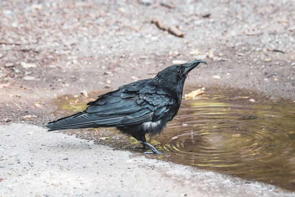 4. Ravens: Future Planning, Deception, and Social Strategy (Image Credits: Pexels)
