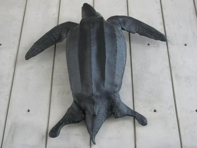 California's Pacific Feeding Grounds (Image Credits: Flickr)