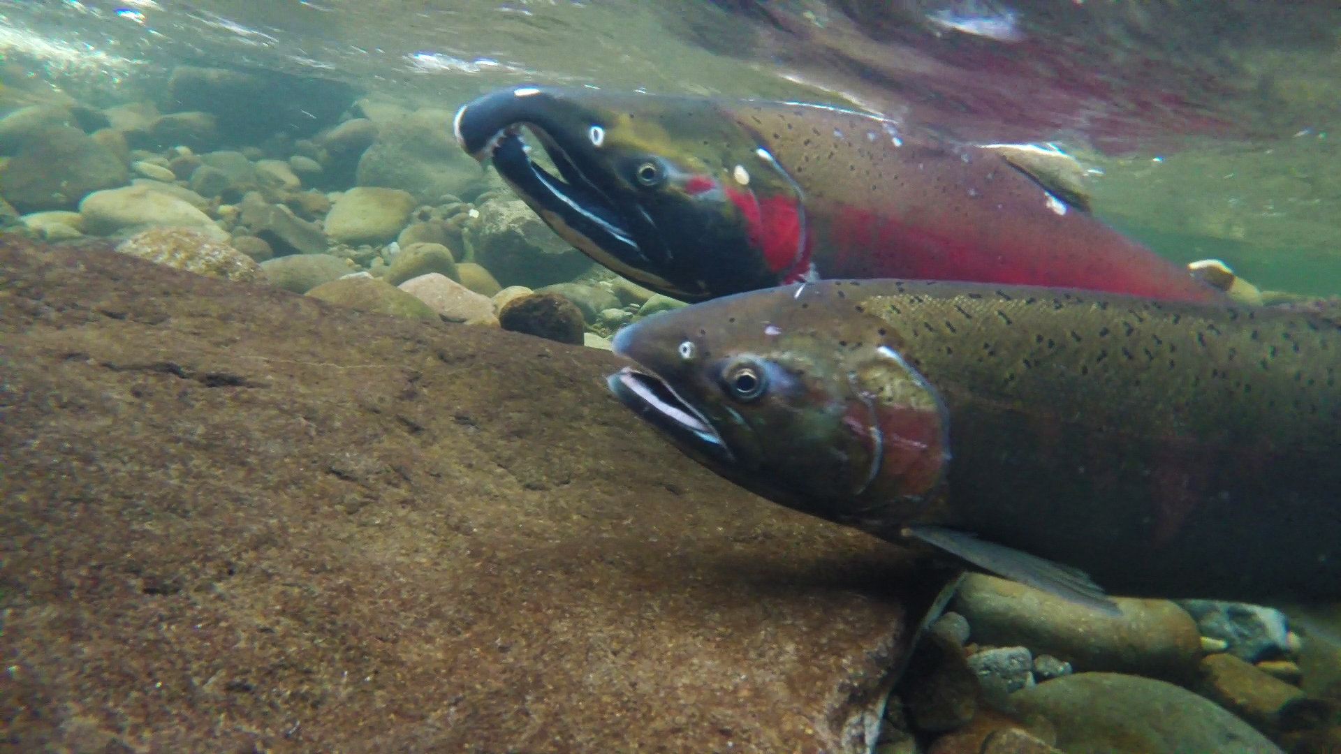 Steel and Silver: Winter Steelhead Push Into Pacific Northwest Rivers (Image Credits: Wikimedia)