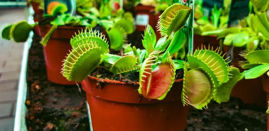 When You Put a Plant “To Sleep” With Anesthesia (Image Credits: Pexels)