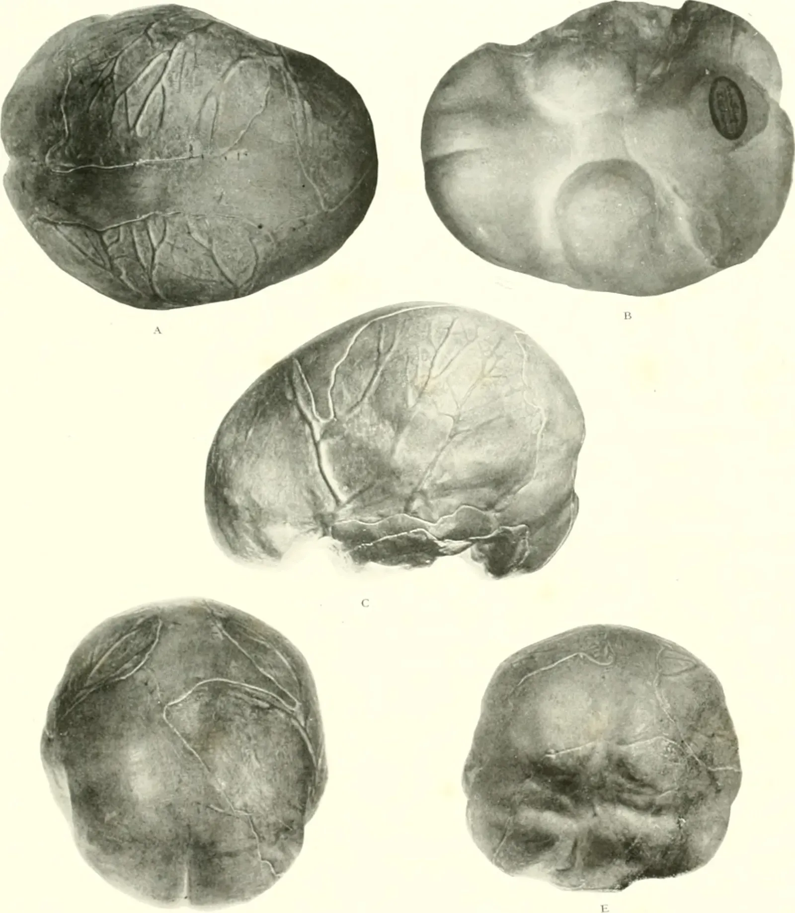 From Ancient Survival to Modern Overwhelm (Image Credits: Wikimedia)