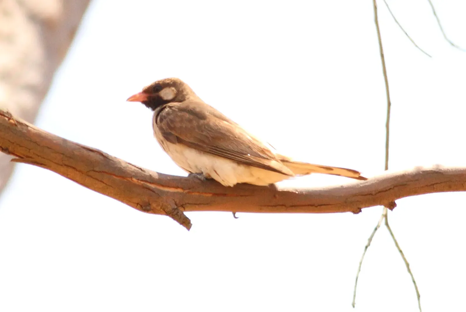 3. Greater Honeyguide – The Dark Side of a Famous Helper (By Wilferd Duckitt, CC BY 2.0)