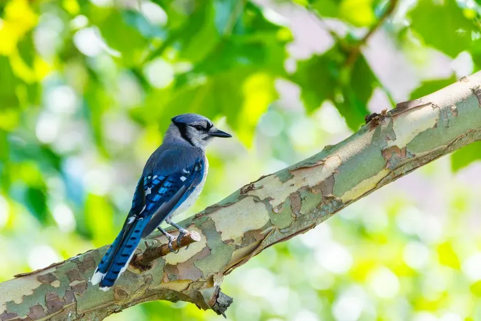 Conclusion: The Forest Engineer You Never Knew You Needed (Image Credits: Pexels)
