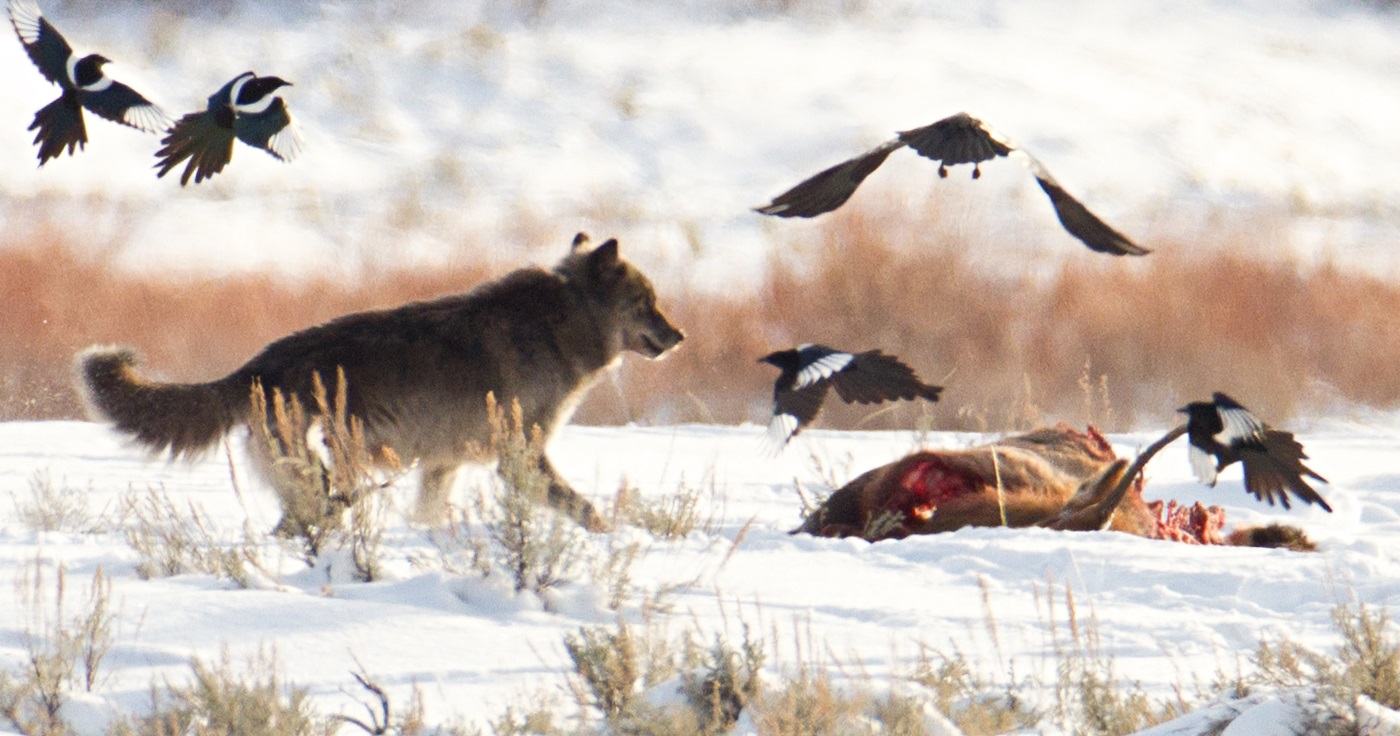 Ravens: The Feathered Allies (Image Credits: Wikimedia)
