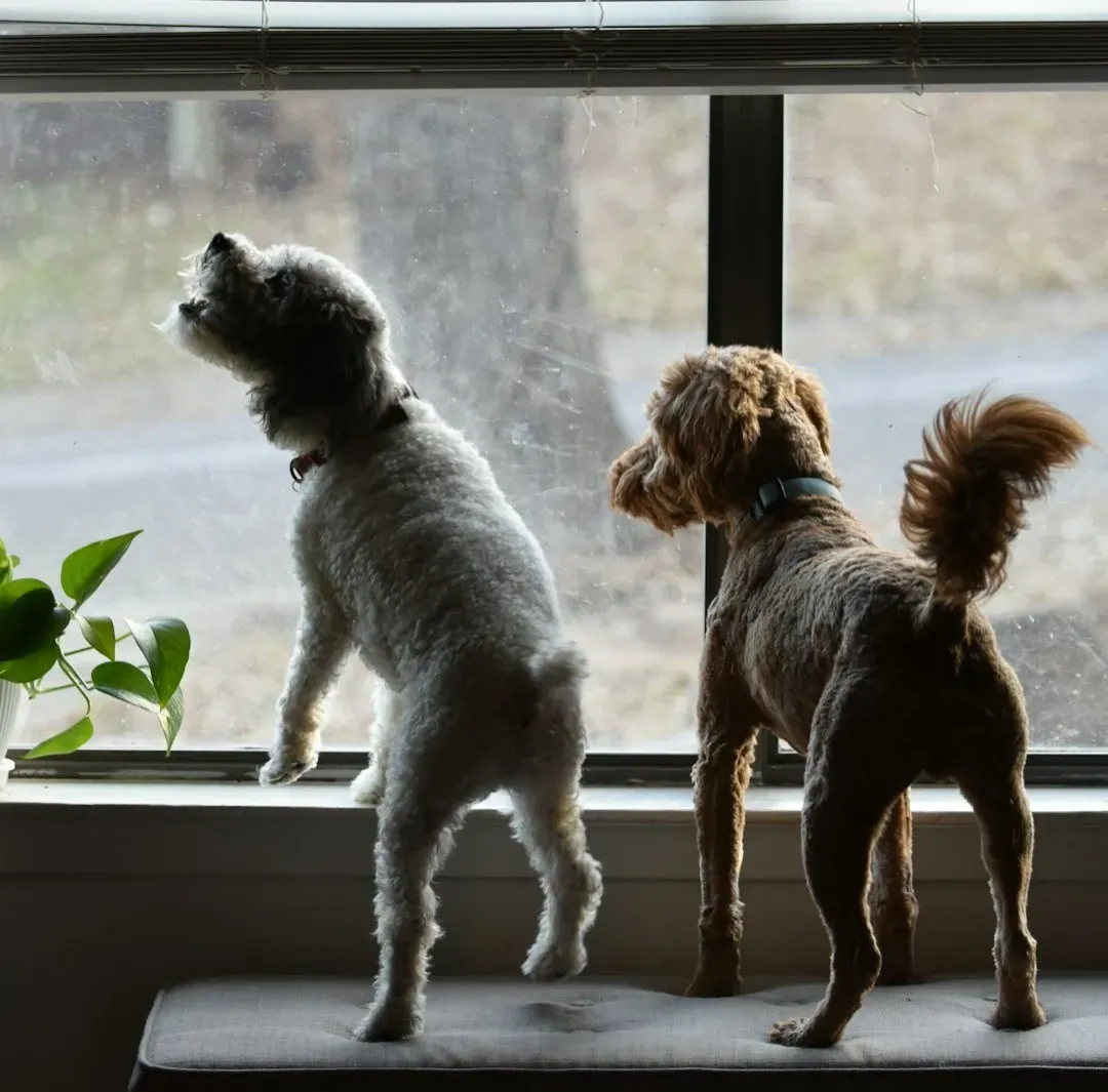 The First 10 Minutes: Your Dog’s Panic Alarm Switches On (Image Credits: Unsplash)
