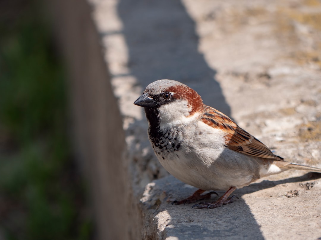 Global Perspectives (Image Credits: Unsplash)