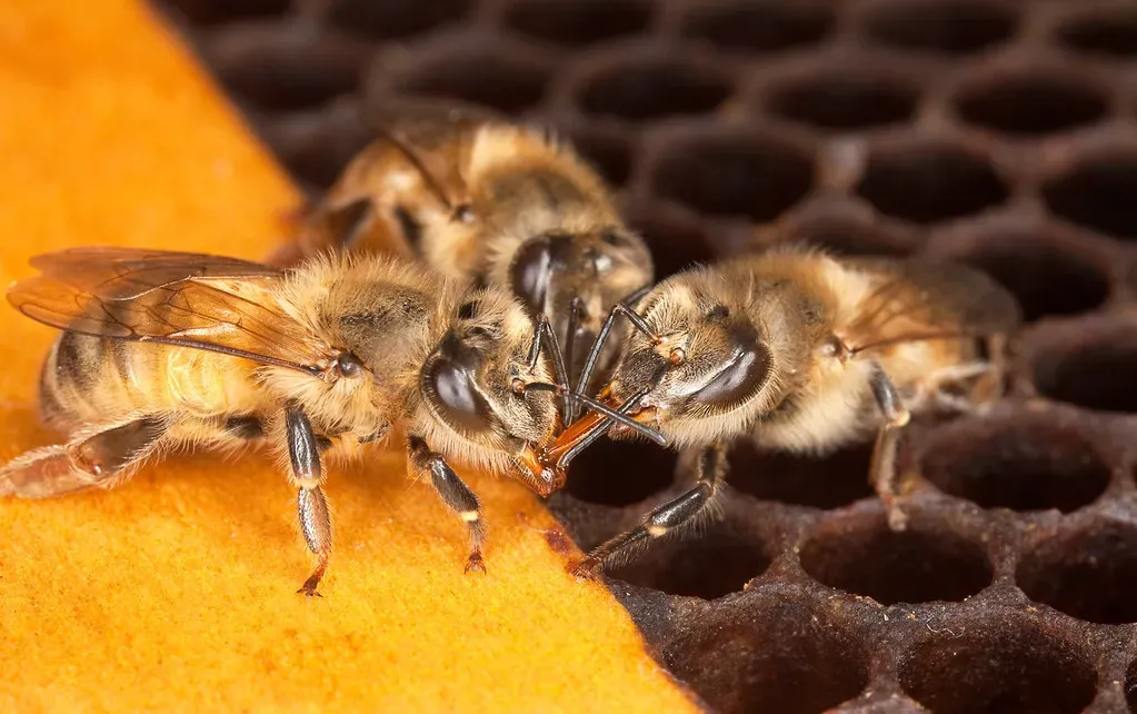 Honeybees Pass Down Cultural Knowledge Through Dance (USDAgov, Flickr, CC BY 2.0)