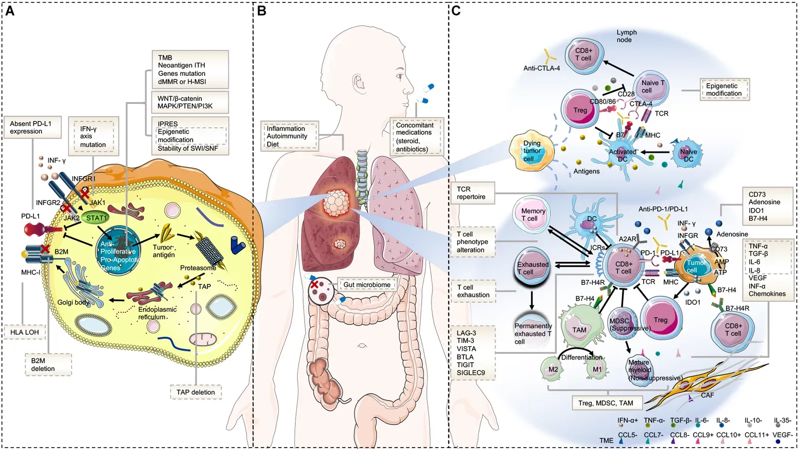 What Diet Does to Your Microbial Garden (Image Credits: Wikimedia)