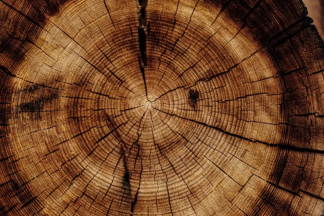 Tree Rings: Nature’s Hidden Time Machines (Image Credits: Unsplash)