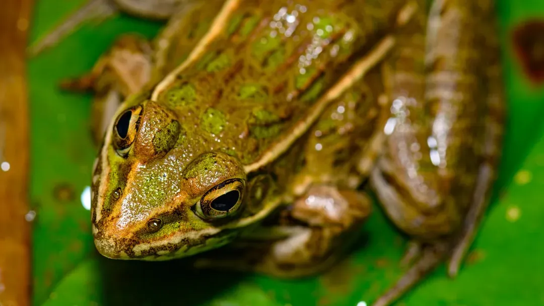 Your first surprise: a frog’s skin is a breathing organ (Image Credits: Unsplash)