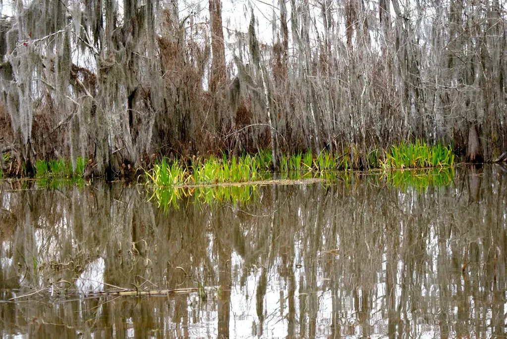 The Land-Water Interface: Nature's Most Productive Edge (Image Credits: Flickr)